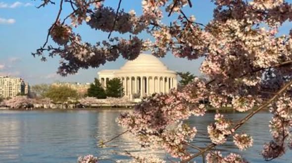 Cherry blossoms framing the Jefferson Memorial across the Tidal Basin